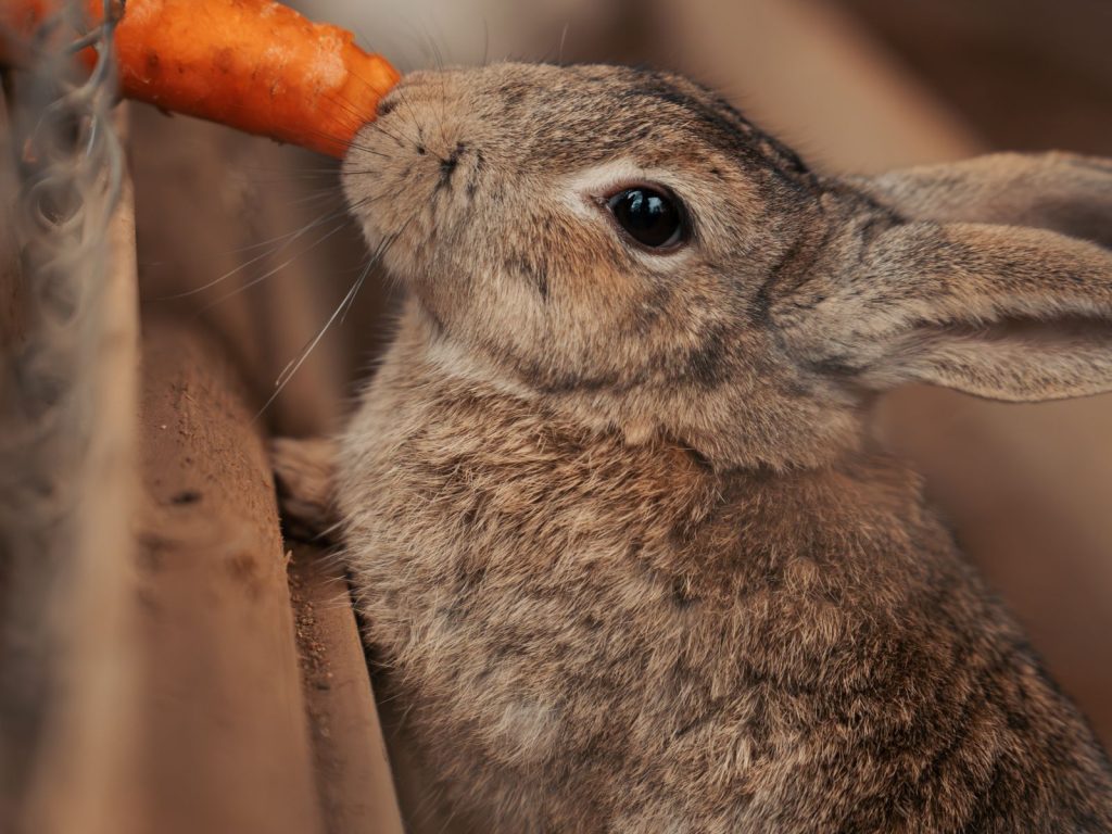 Rabbit grazing in an outdoor farm setting
