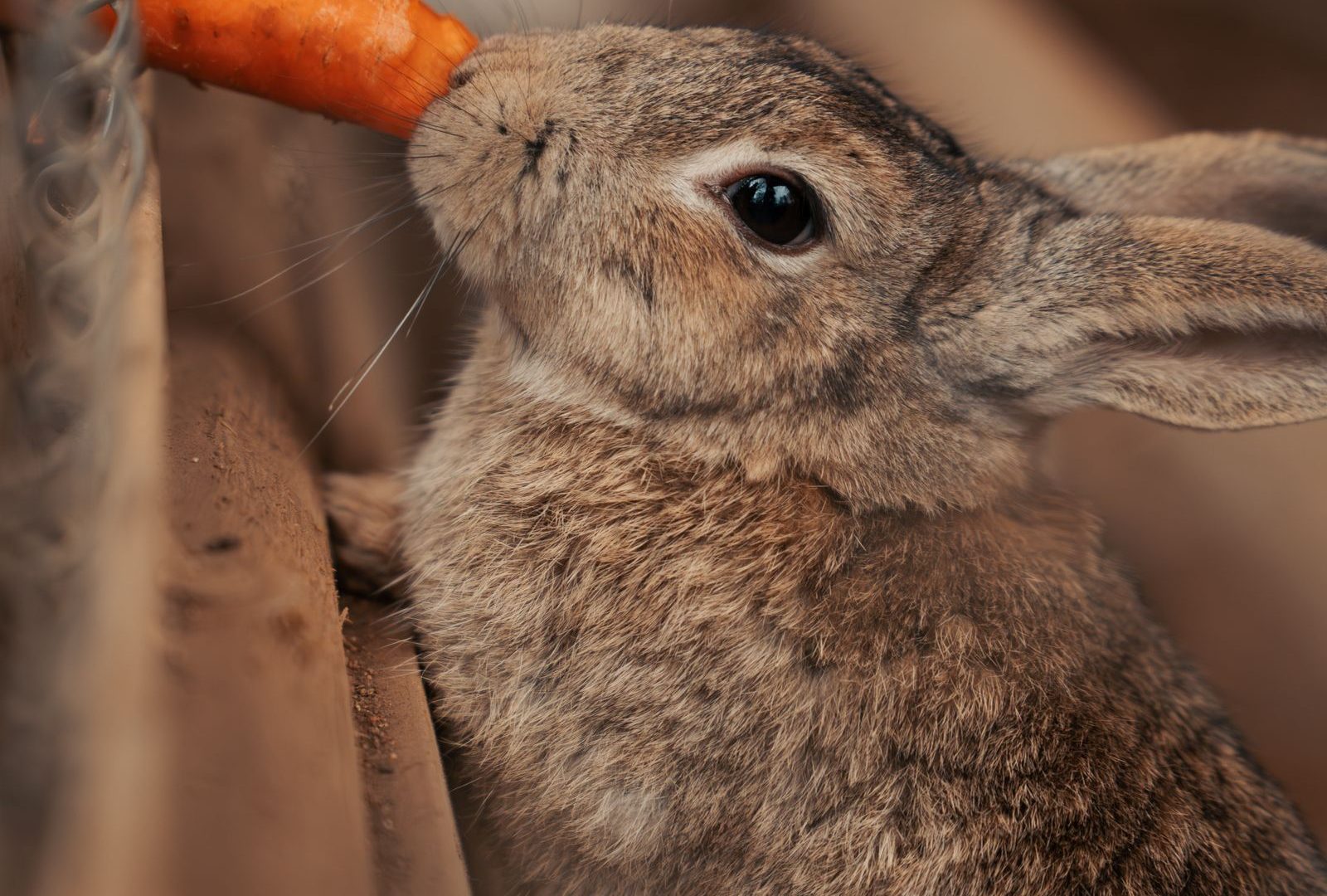 Rabbit grazing in an outdoor farm setting