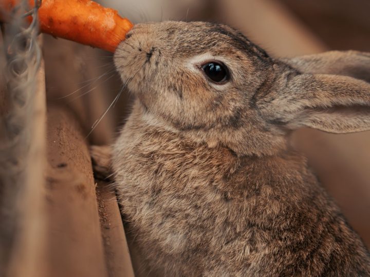 The Rabbit Tractor System