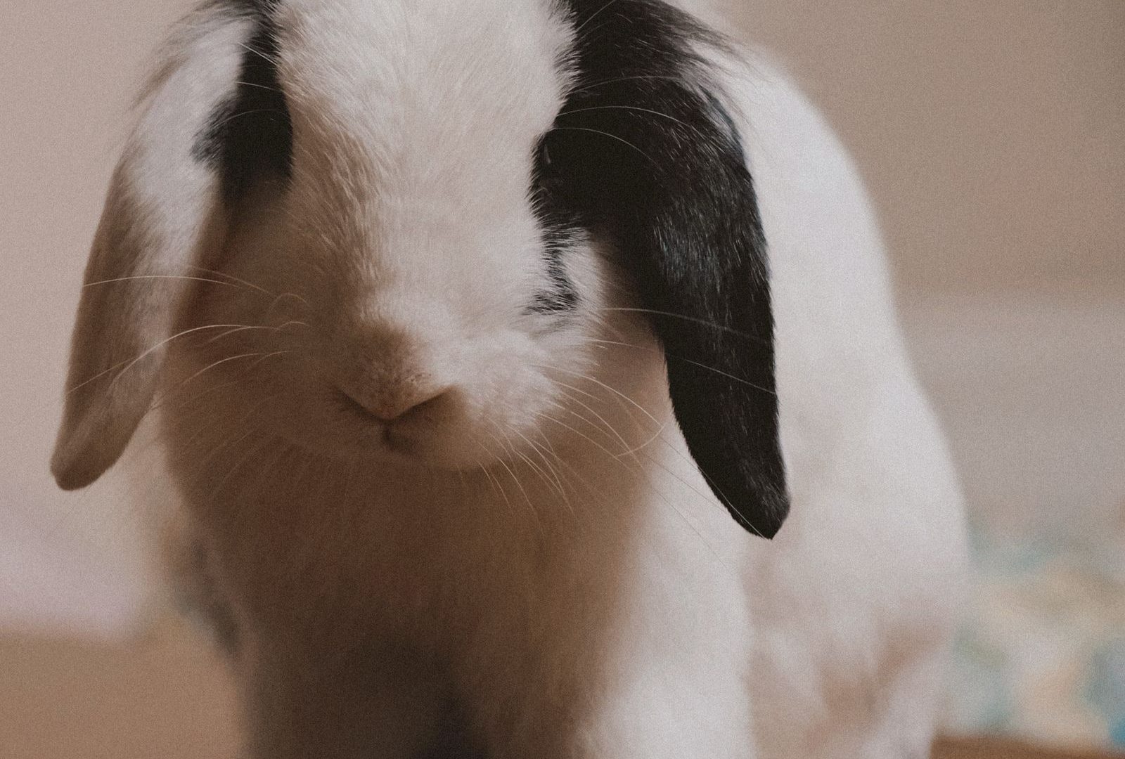 Lop-eared pet rabbit indoors near its water dish
