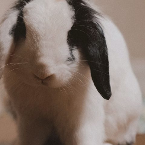 Best Rabbit Water Bottles & Bowls
