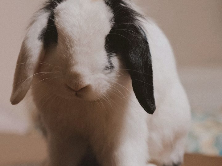 Lop-eared pet rabbit indoors near its water dish