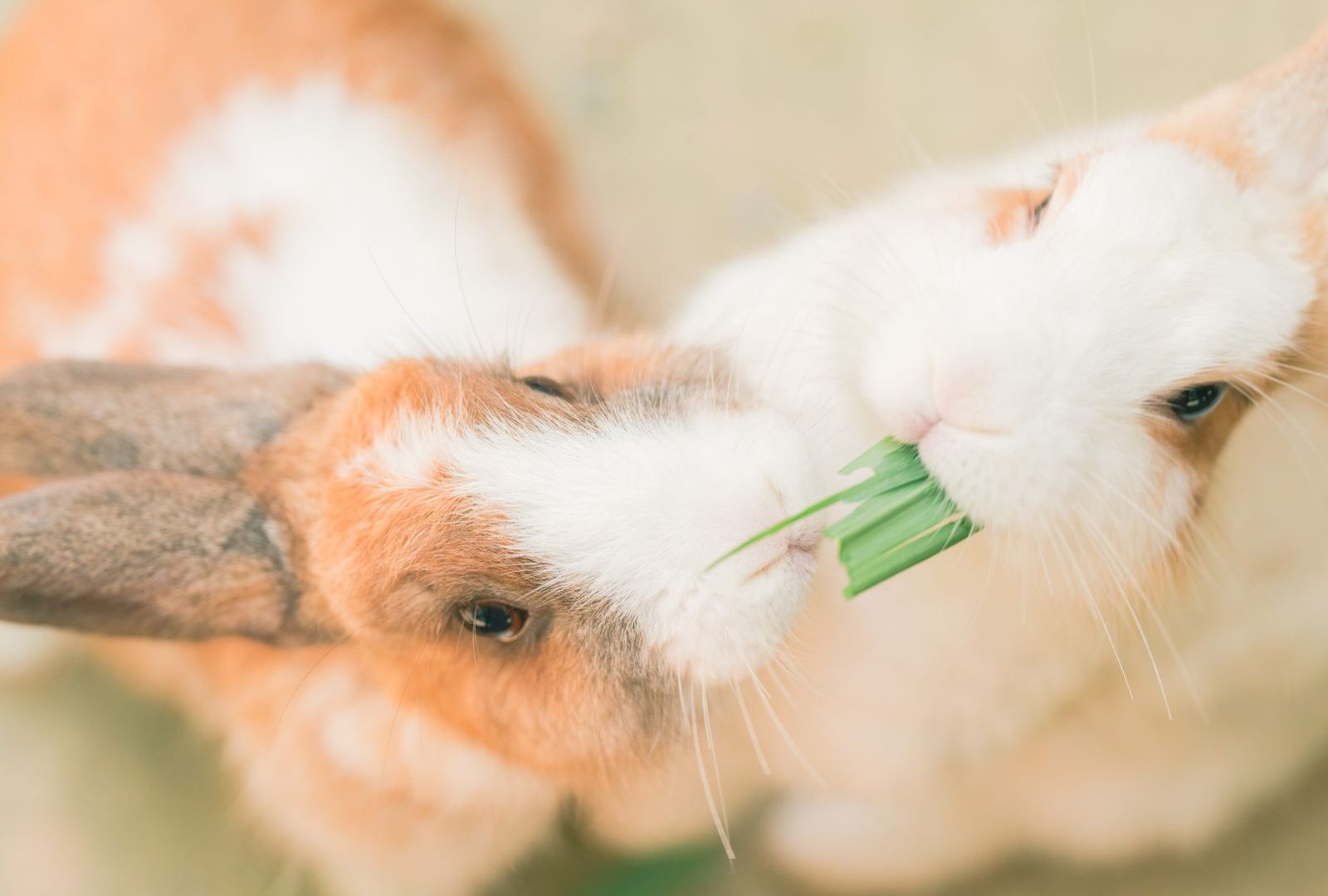 Close-up of a healthy hydrated rabbit