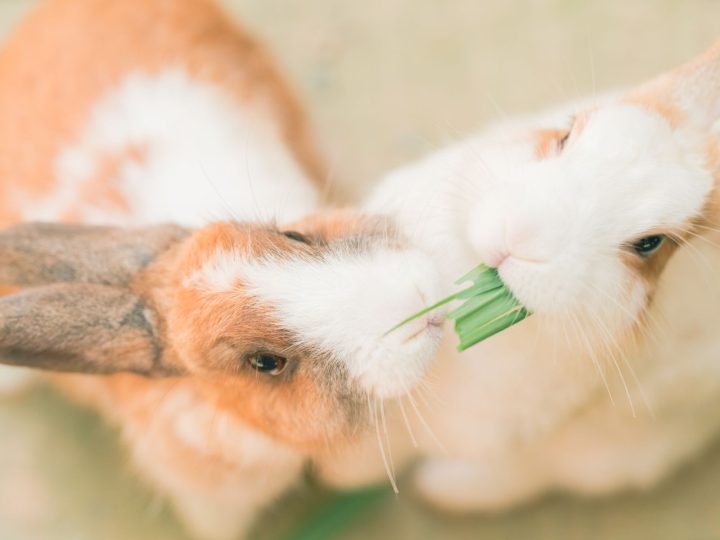 Close-up of a healthy hydrated rabbit