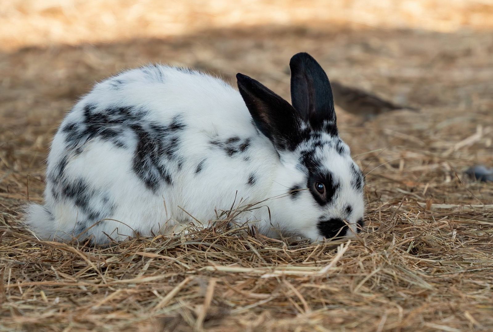 Rabbit in straw bedding, kept warm outdoors in winter