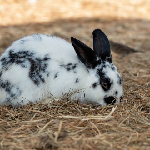 Best Rabbit Winter Care & Hutch Covers