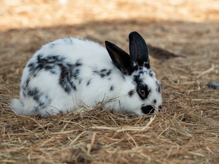 Rabbit in straw bedding, kept warm outdoors in winter