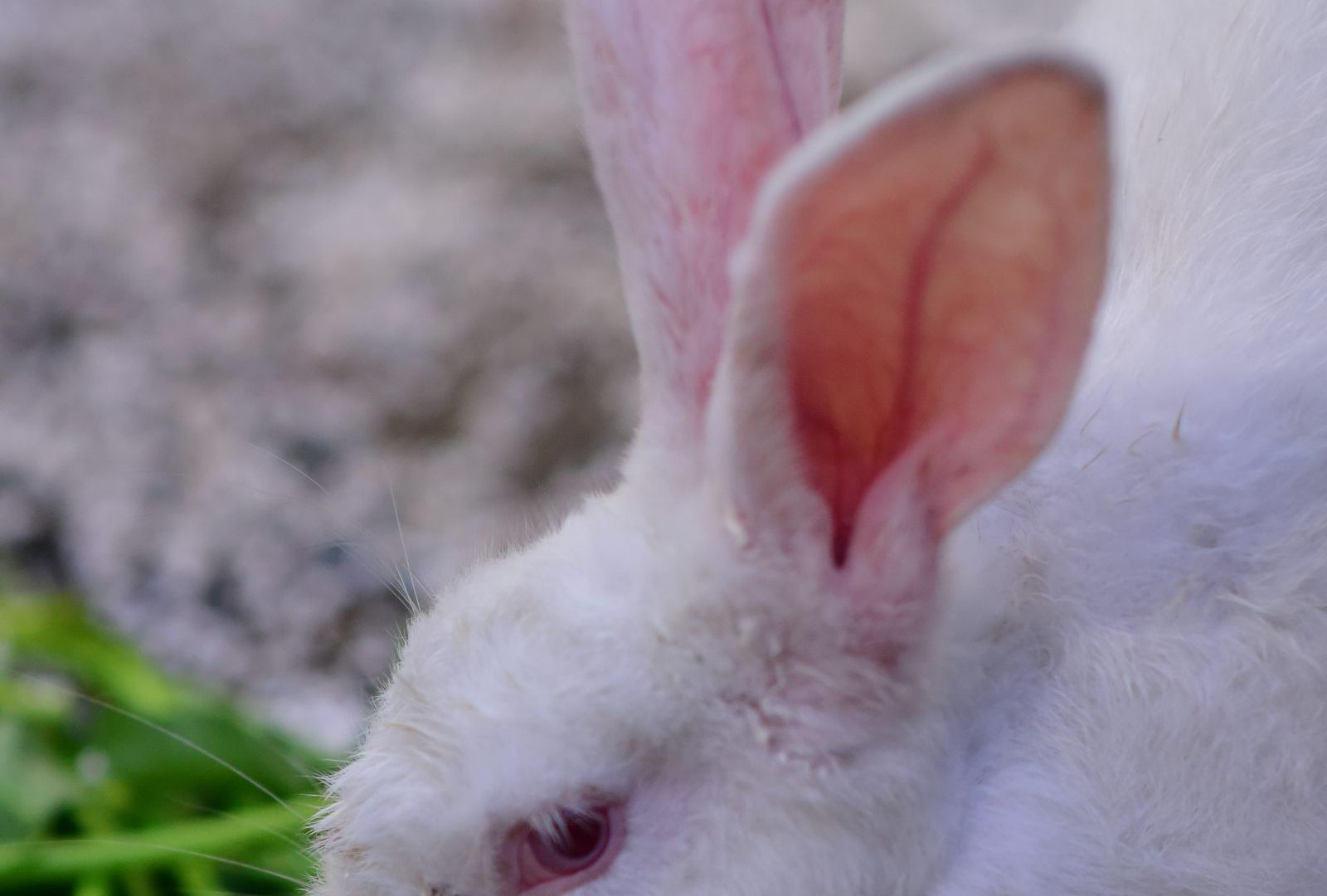 Close-up of a rabbit with a healthy appetite eating greens