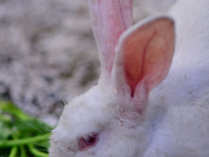 Close-up of a rabbit with a healthy appetite eating greens