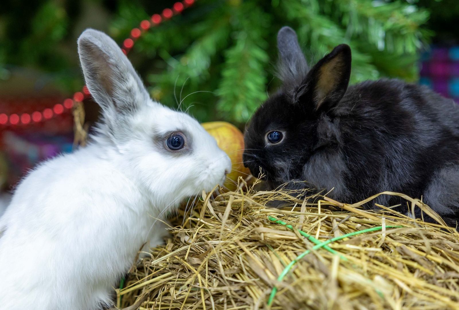 Rabbits in a pile of fresh timothy hay