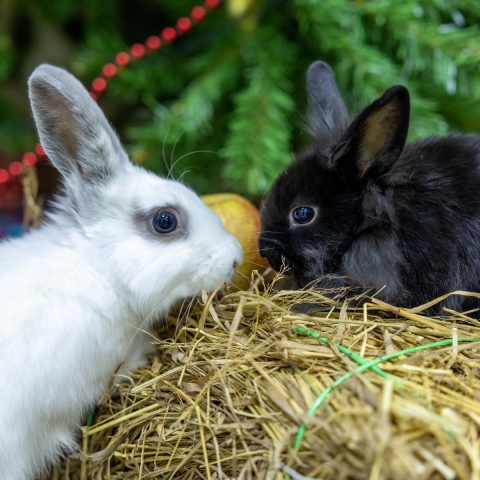 The Best Timothy Hay for Rabbits