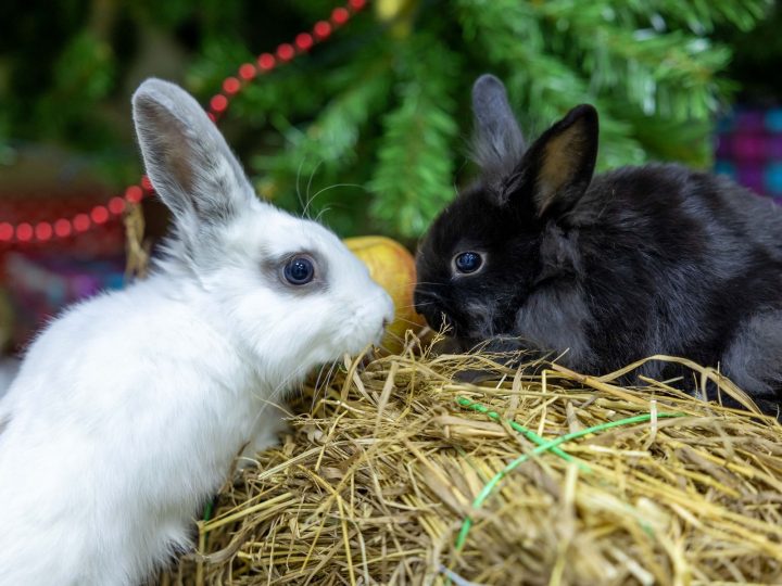 Rabbits in a pile of fresh timothy hay