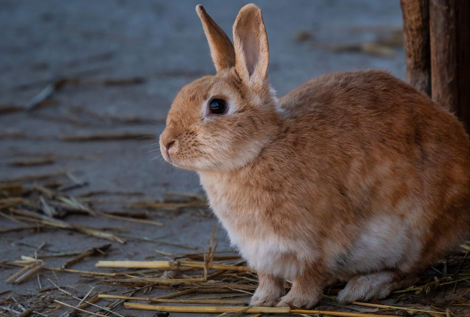 Rabbit outdoors ready for a trip
