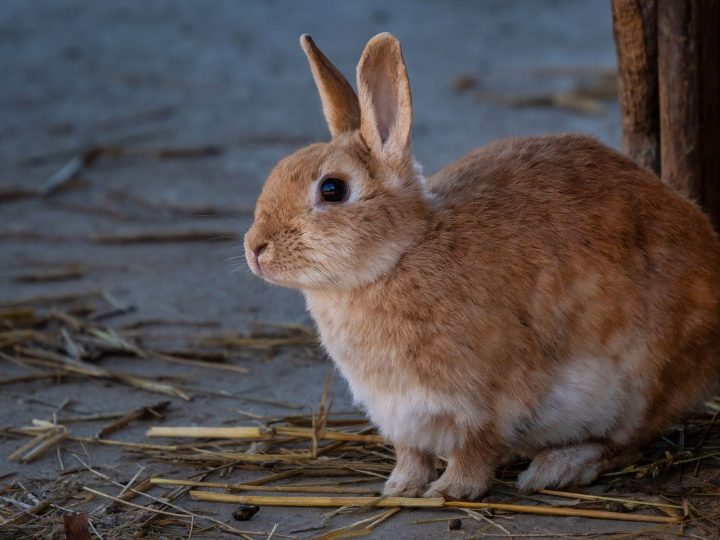 Rabbit outdoors ready for a trip