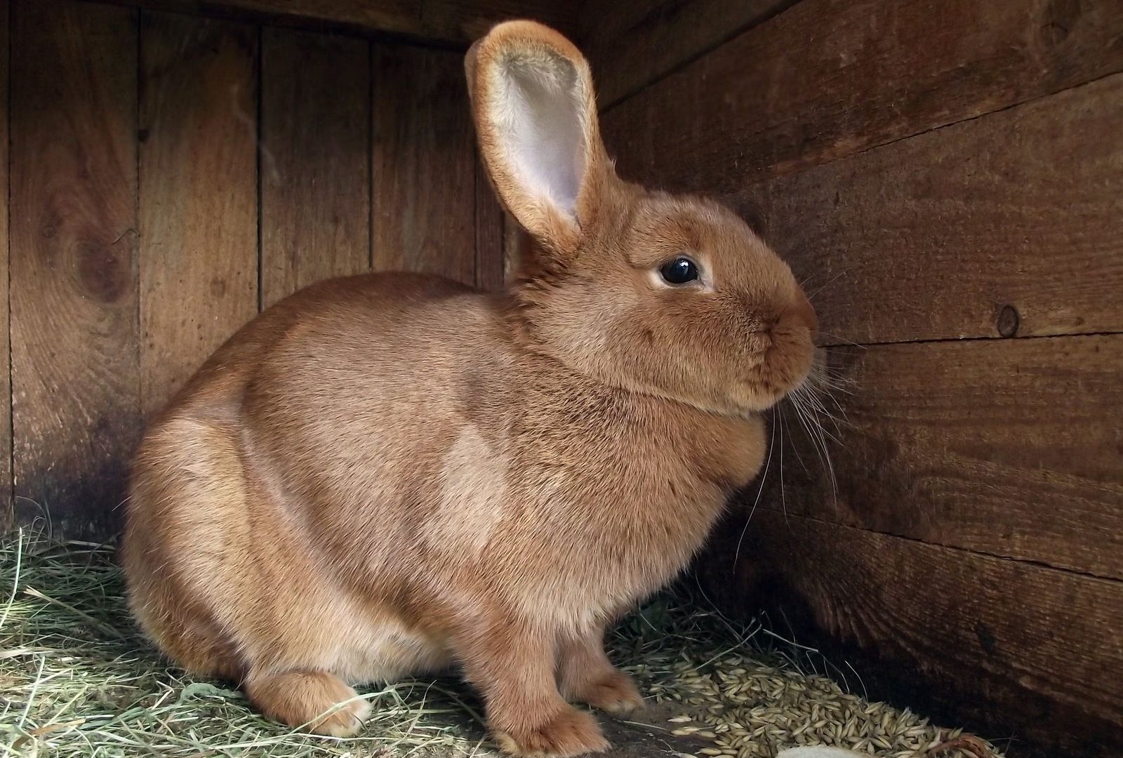 Brown rabbit inside a well-ventilated wooden hutch