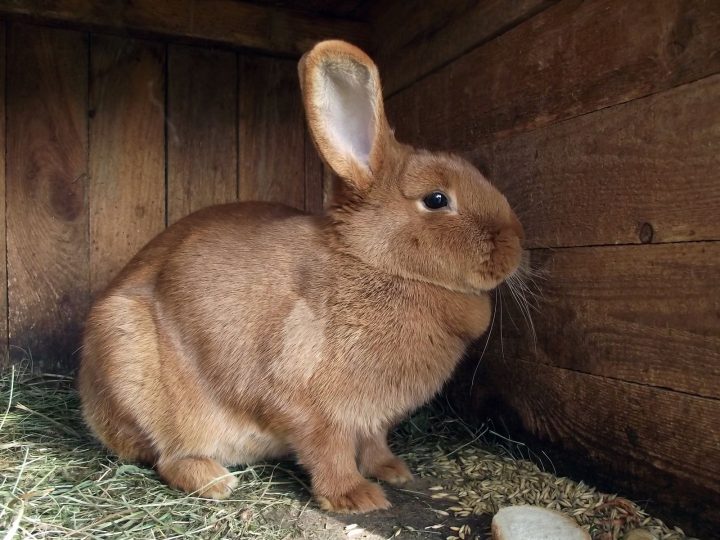 Brown rabbit inside a well-ventilated wooden hutch