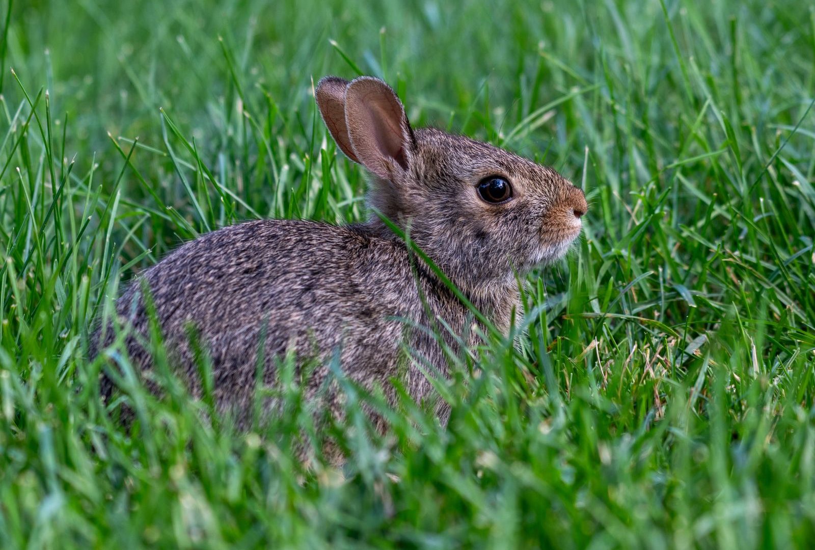 Alert young rabbit outdoors