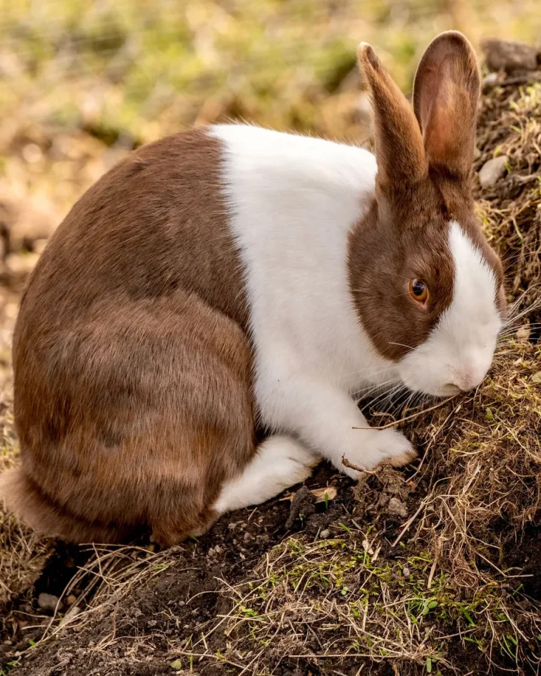 Brown and white rabbit with classic Dutch markings outdoors