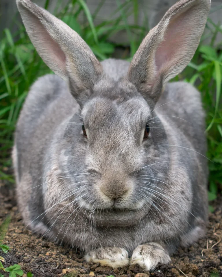 Large grey Flemish Giant rabbit resting on soil