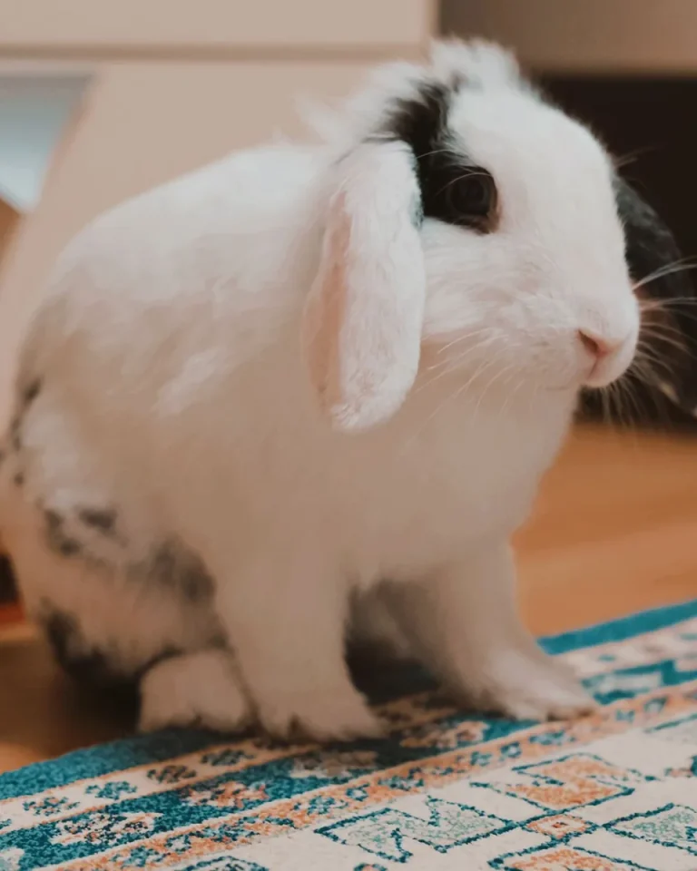 Black and white Holland Lop rabbit with drooping ears on a rug indoors