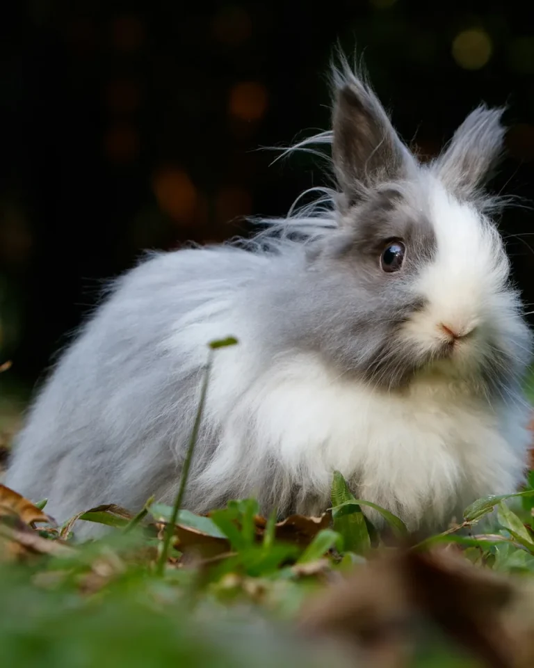 Lionhead rabbit with a woolly grey and white mane sitting on grass