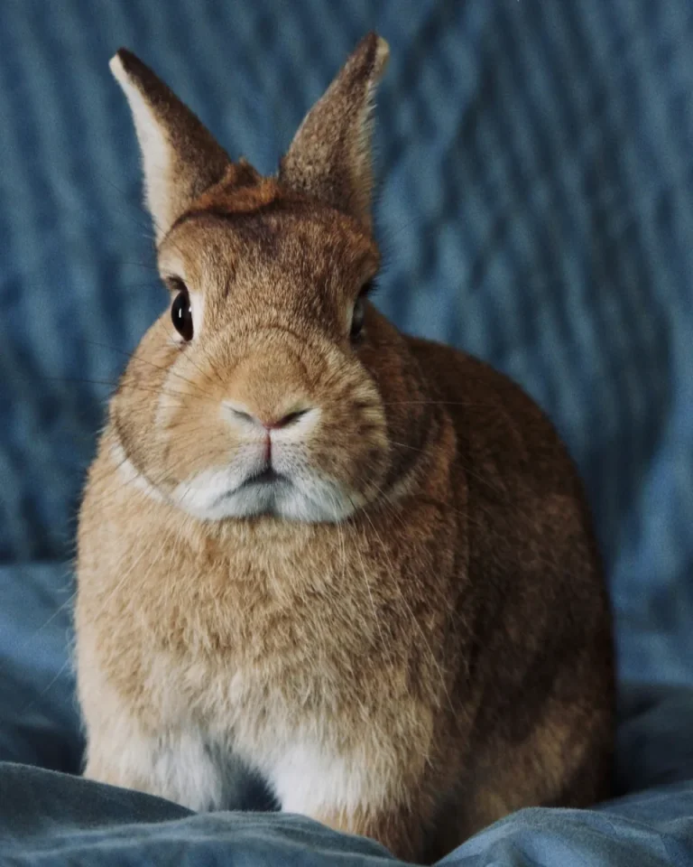 Small brown Netherland Dwarf rabbit with short upright ears
